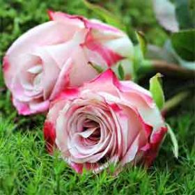 تصویر گل برای نظرات کاربران